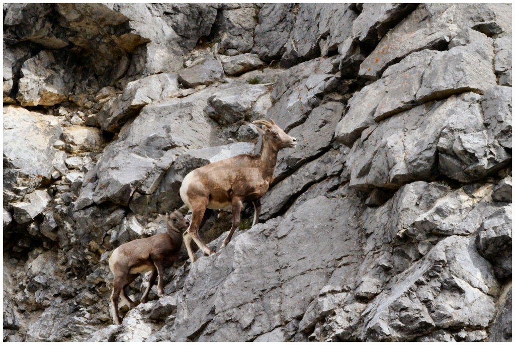 05 - Jasper NP (24).jpg